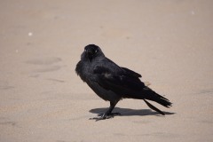 2024 Katwijk aan Zee Rabe