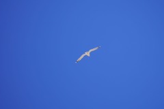 2024 Katwijk aan Zee Möve