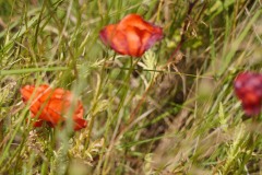 2024 Katwijk aan Zee Blumen